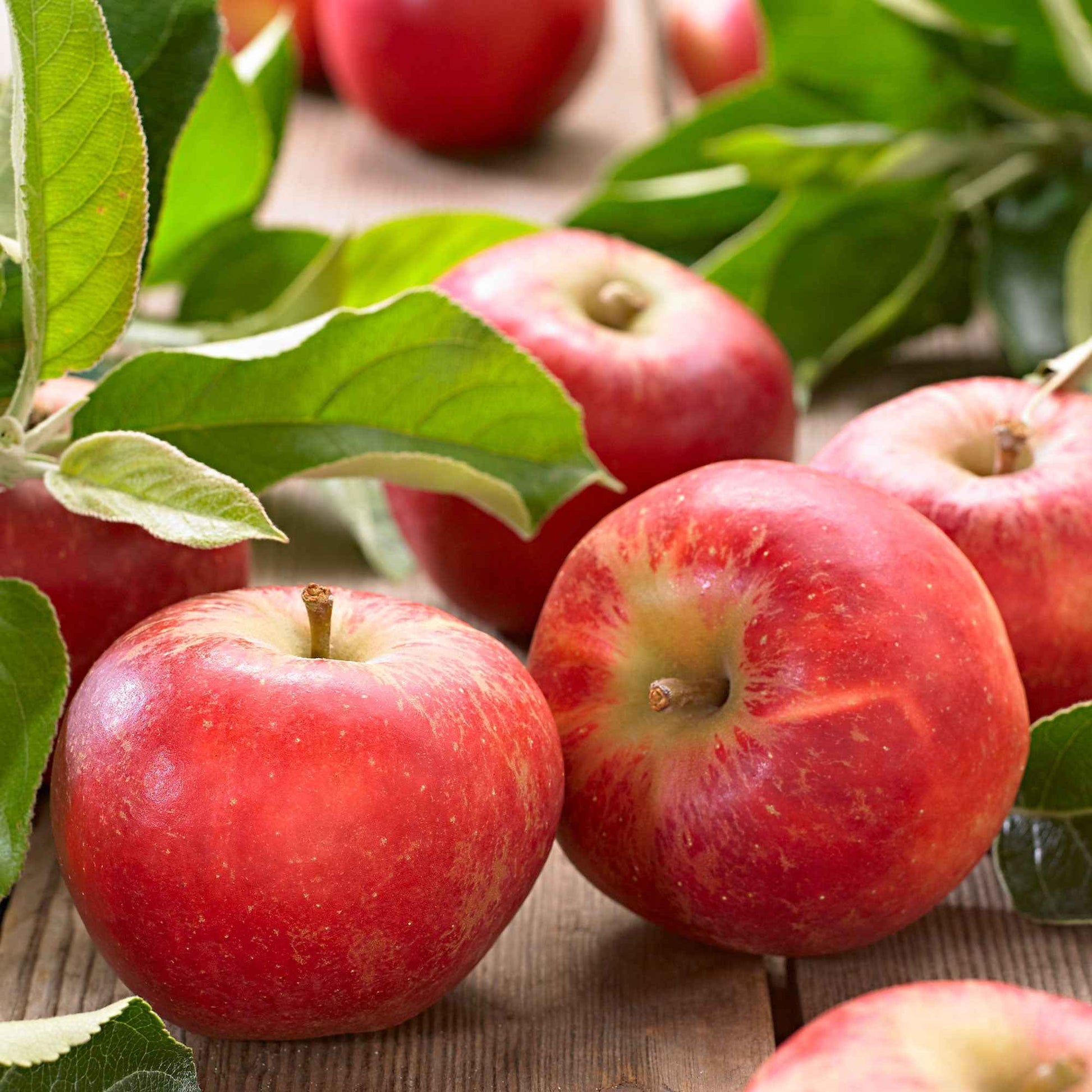 Apfel Elstar - Malus domestica Elstar - Bakker