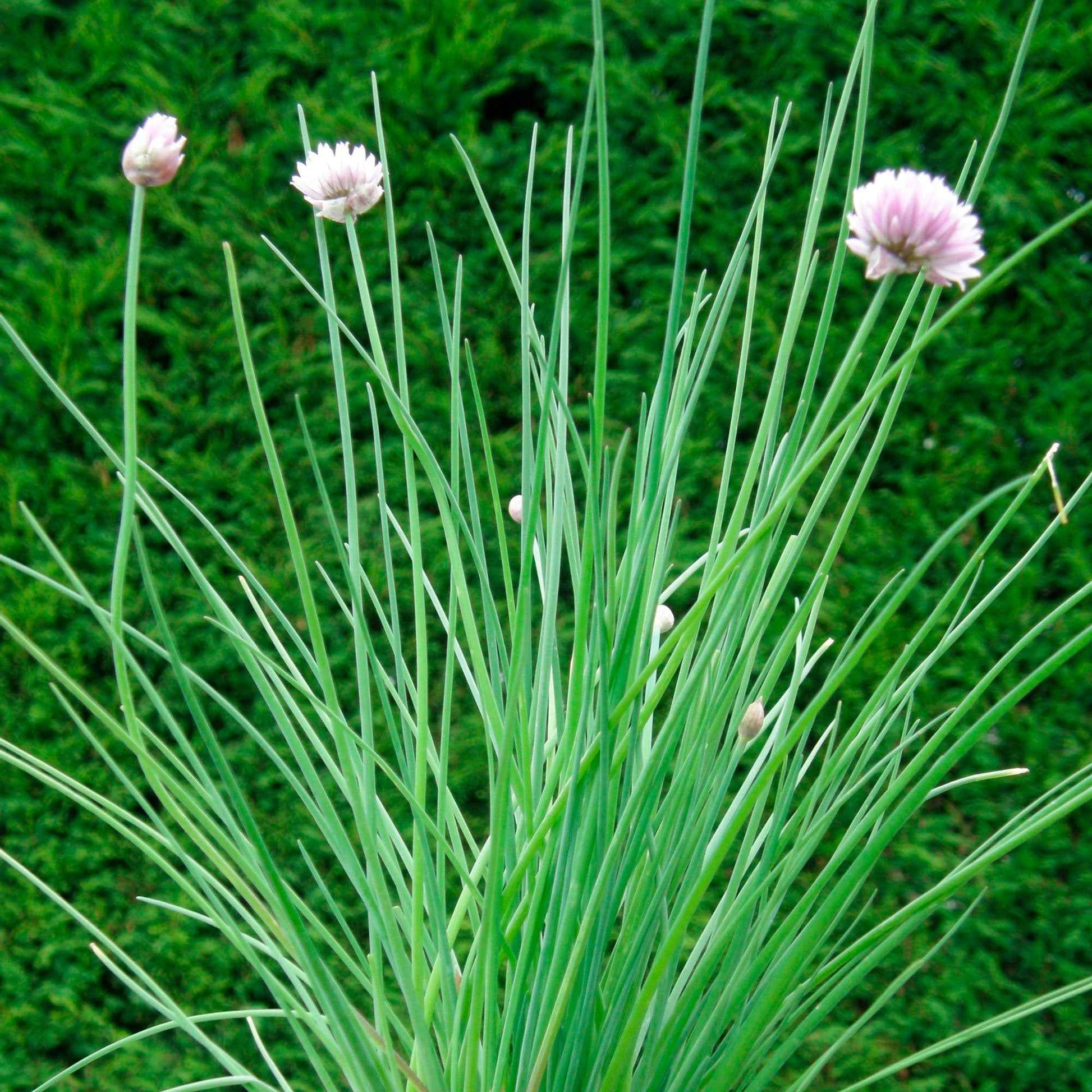 Bio-Schnittlauch - Allium schoenoprasum - Bakker