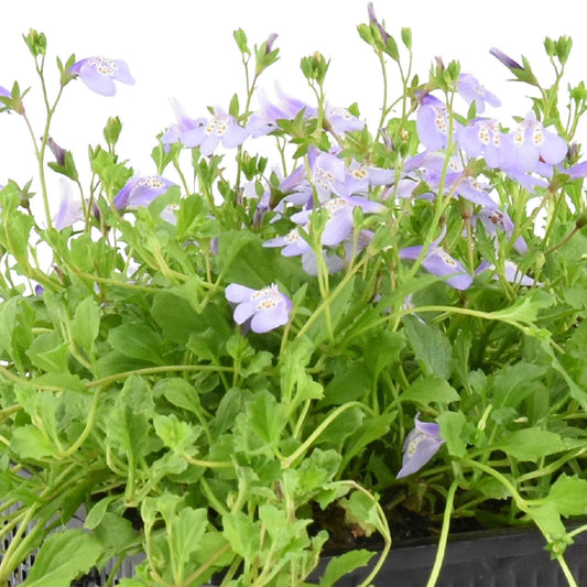 Teppich-Mazus - Bakker