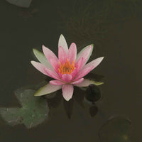 Seerose 'Pygmaea Rubra' - Bakker
