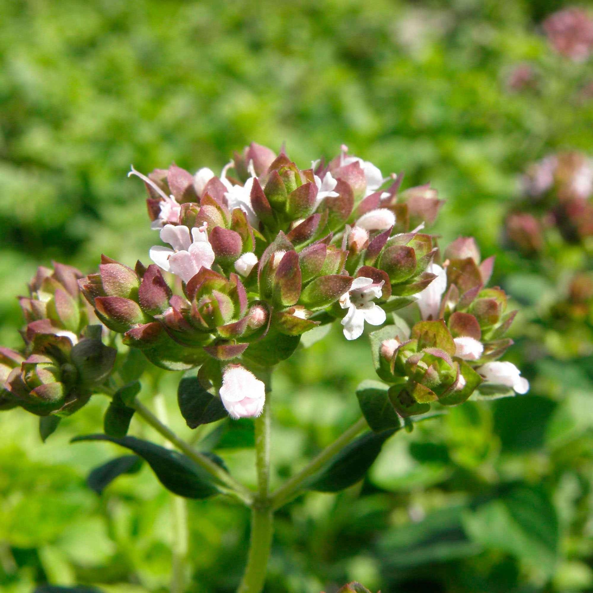 Origanum vulgare - Echter Dost - Oregano - Kräuterpflanzen