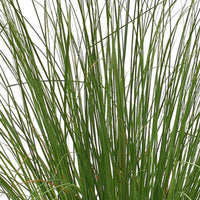 Pampasgras 'Evita' weiß - Cortaderia selloana monstruosa - Bakker