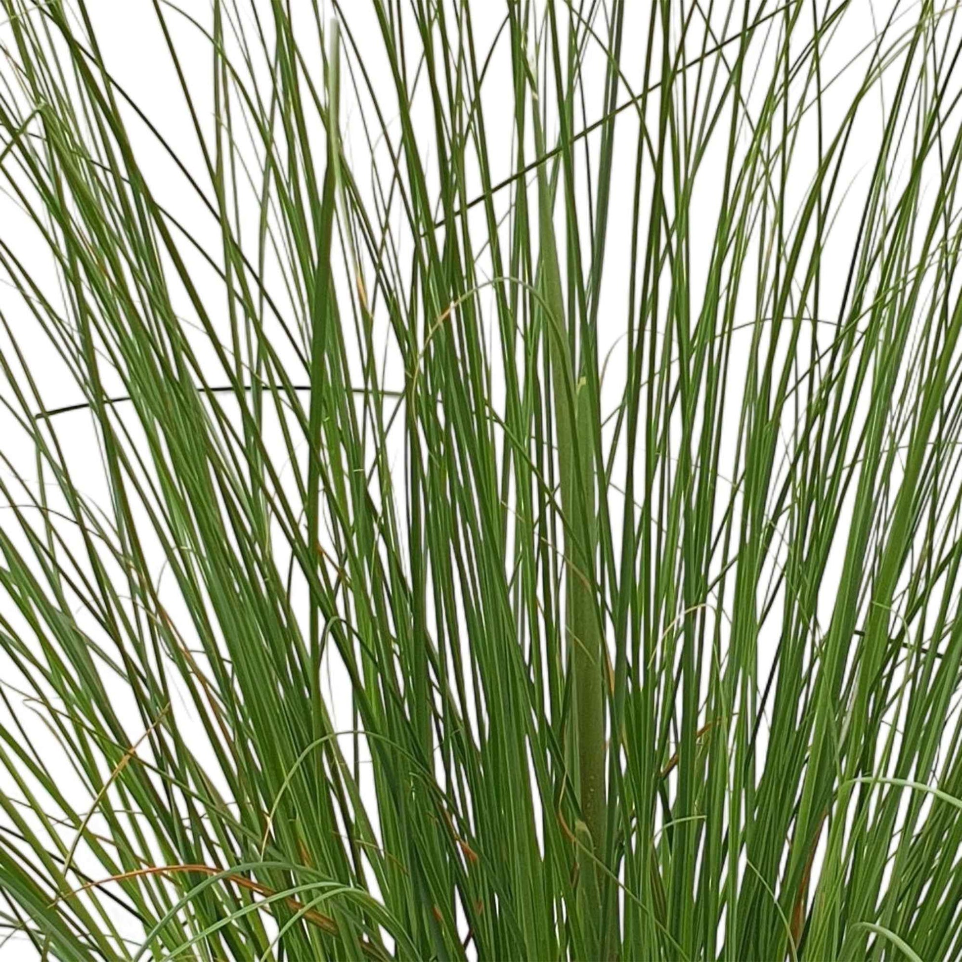 Pampasgras 'Evita' weiß - Cortaderia selloana monstruosa - Bakker
