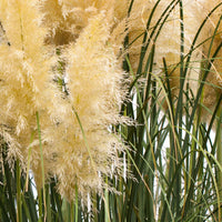 Cortaderia selloana monstruosa - Pampasgras 'Evita' weiß - Pampasgras - Cortaderia
