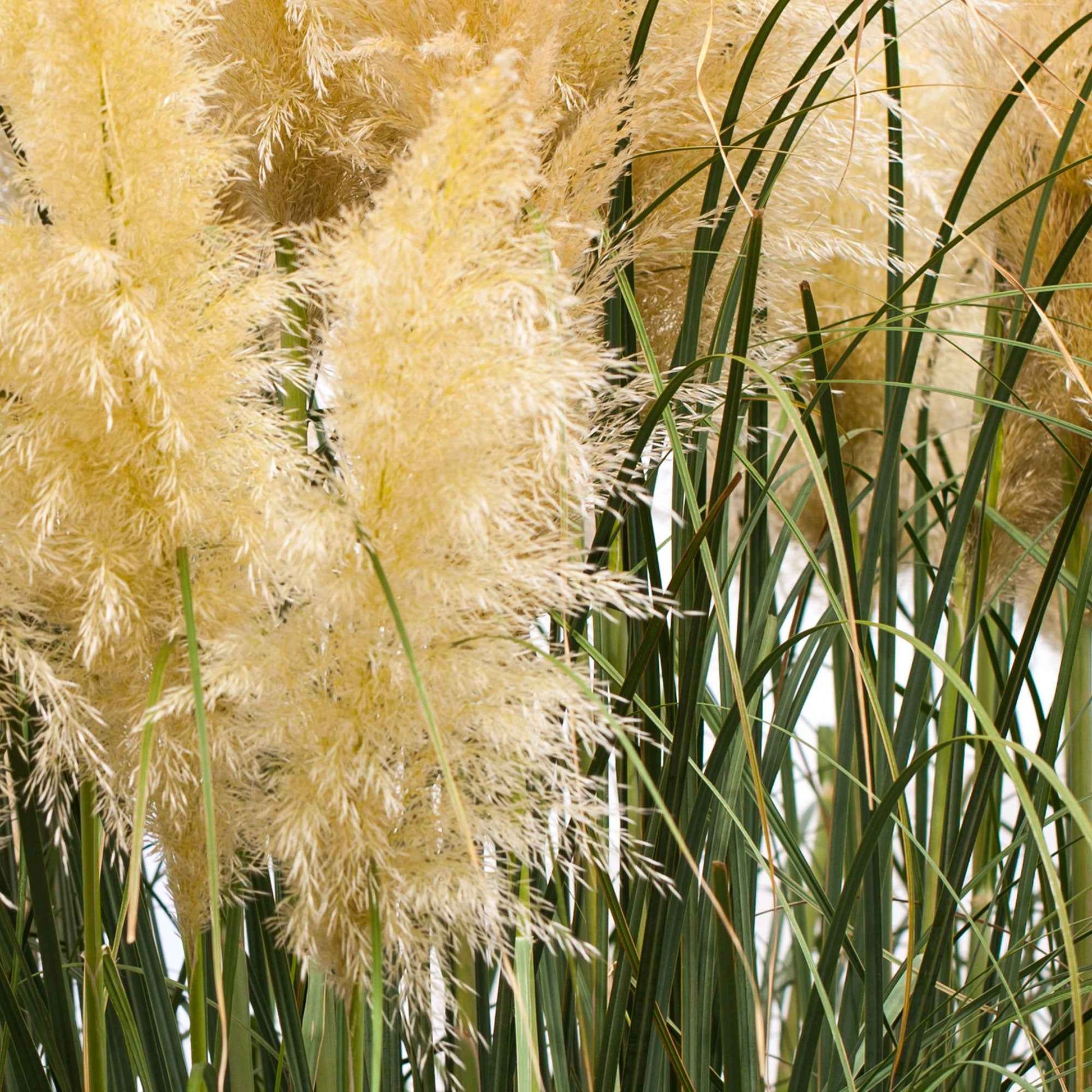 Cortaderia selloana monstruosa - Pampasgras 'Evita' weiß - Pampasgras - Cortaderia