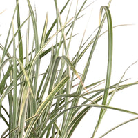 Miscanthus sinensis variegatus - Chinagras Miscanthus 'Variegatus' - Miscanthus