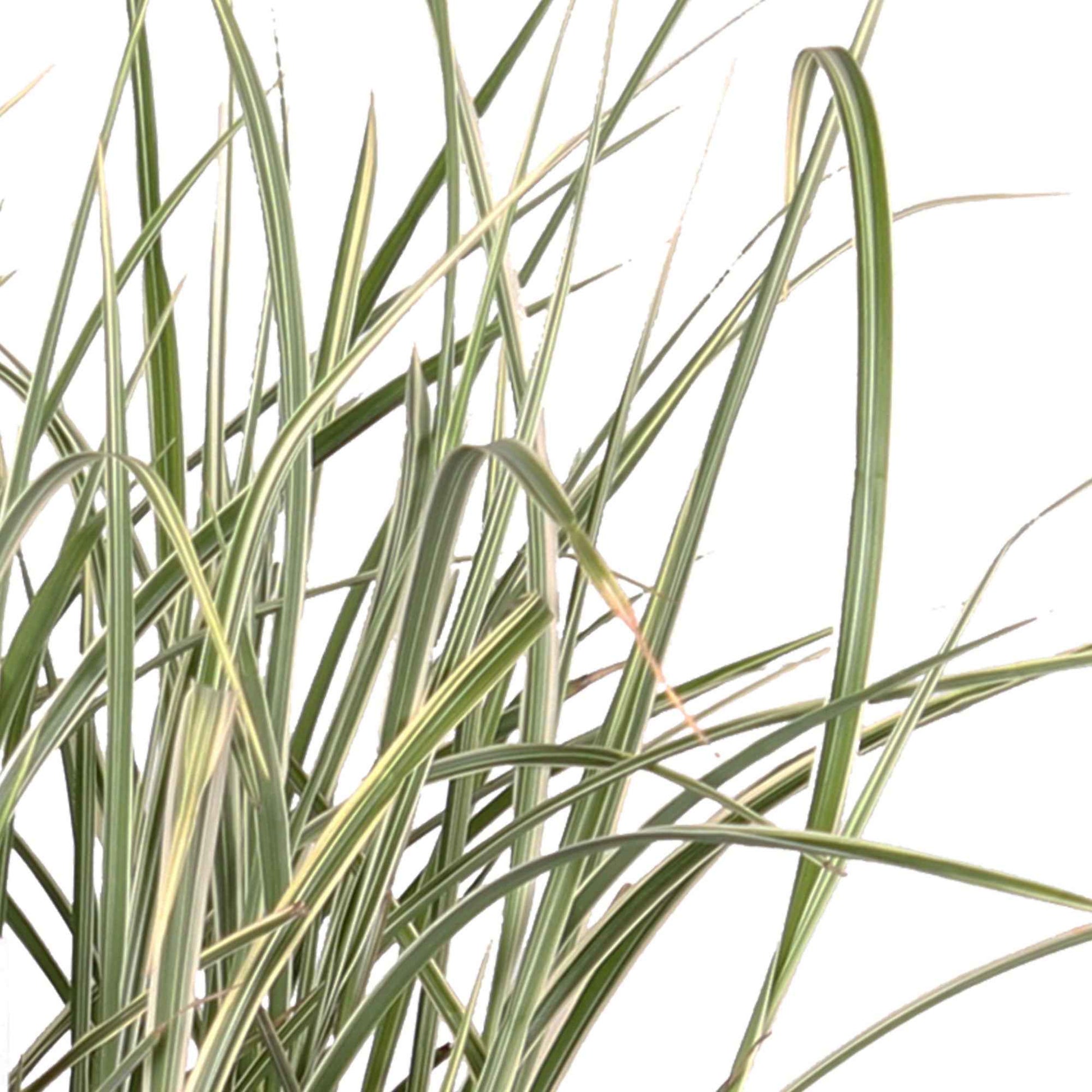 Miscanthus sinensis variegatus - Chinagras Miscanthus 'Variegatus' - Miscanthus