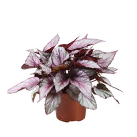 Blattbegonie 'Maori Haze' - Bakker