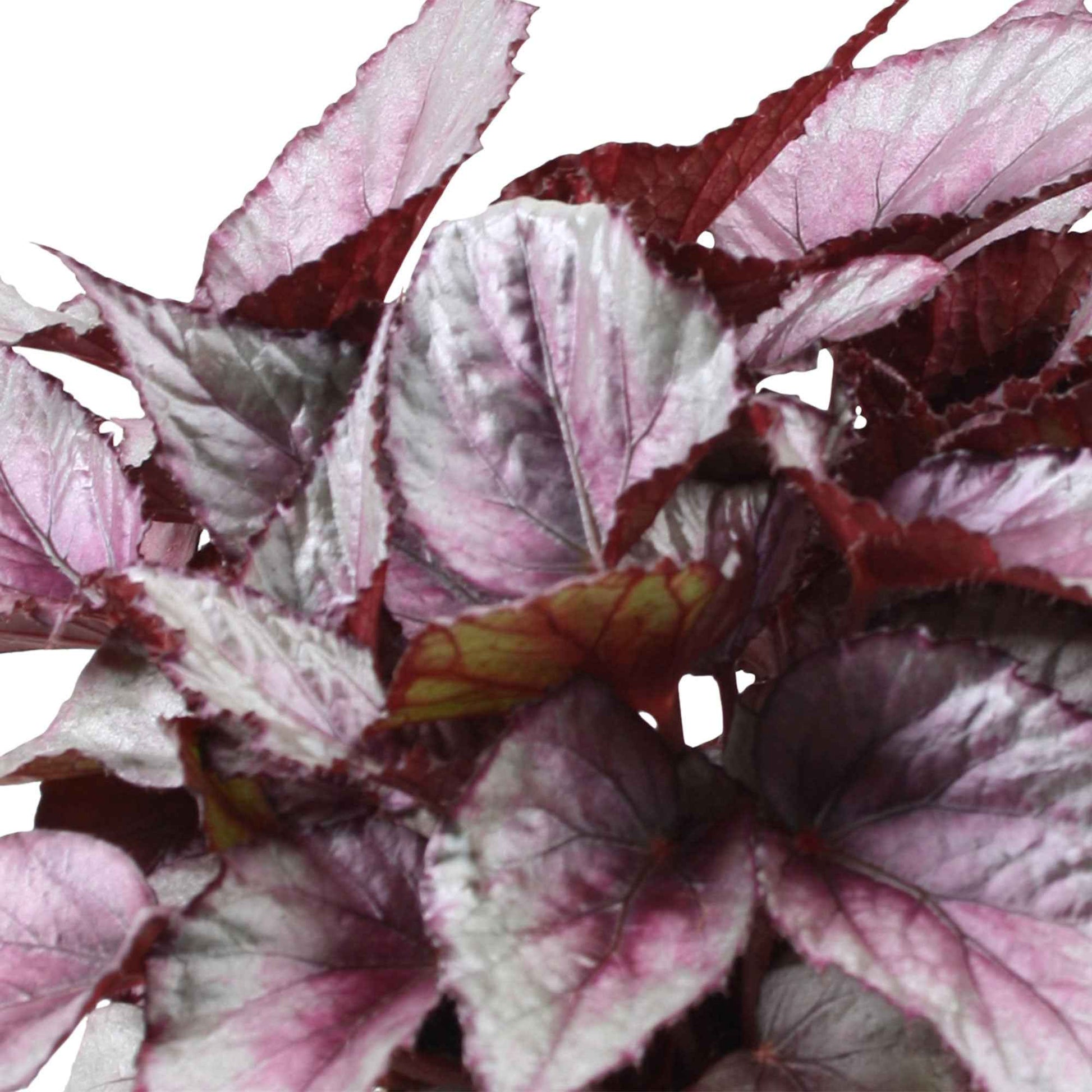 Blattbegonie 'Maori Haze' - Begonia beleaf maori haze - Bakker