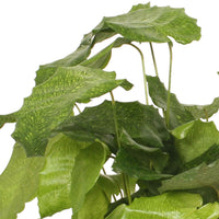 Korbmarante 'Network' - Calathea musaica network - Bakker