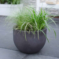 Segge 'Variegata' - Carex morrowii variegata - Bakker
