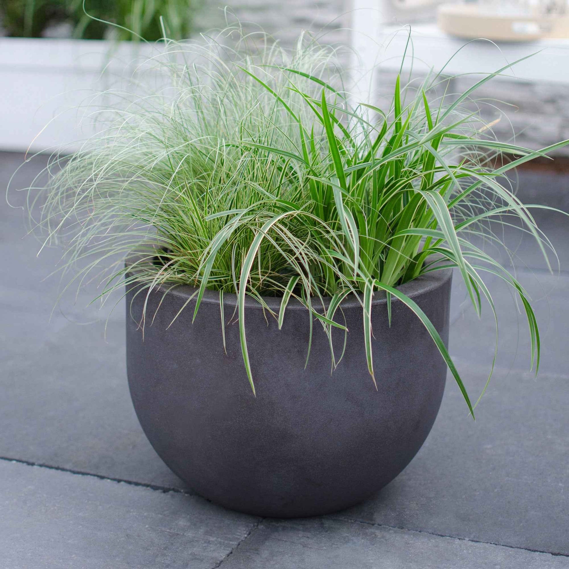 Segge 'Variegata' - Carex morrowii variegata - Bakker