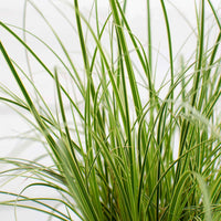 Carex morrowii variegata - Segge 'Variegata' - Carex