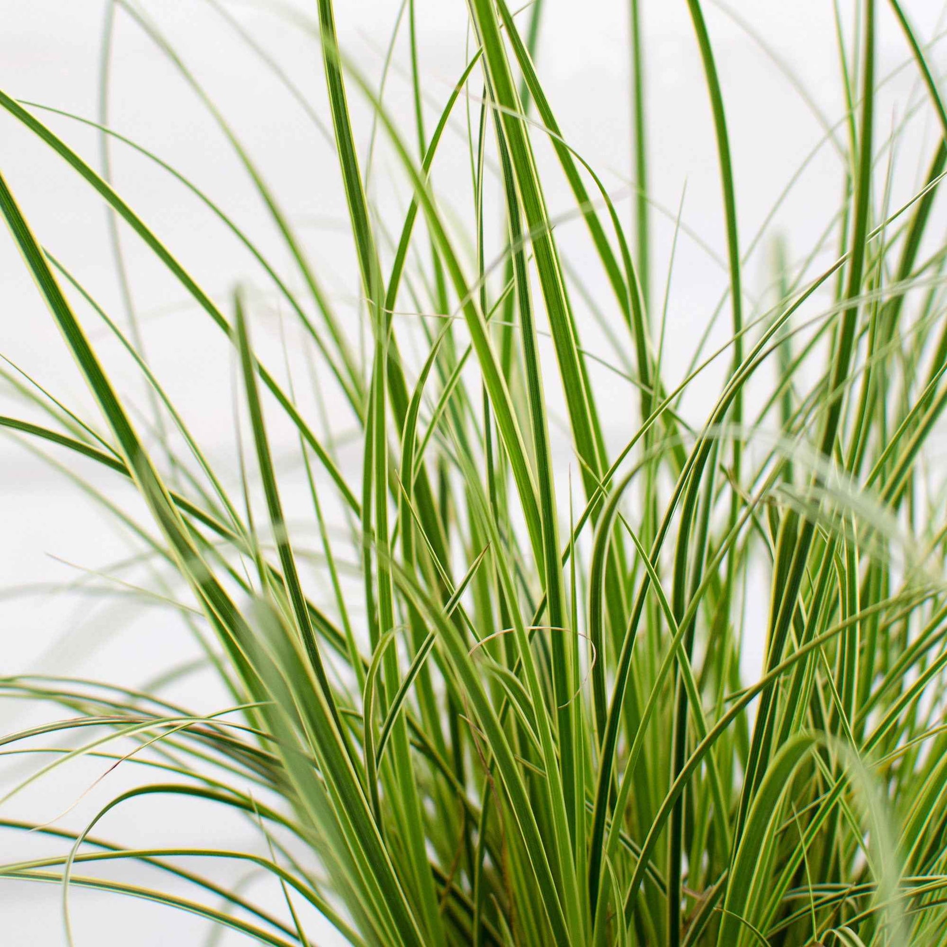 Carex morrowii variegata - Segge 'Variegata' - Carex