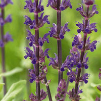 Salvia nemorosa caradonna - Steppen Salbei 'Caradonna' - Salbei
