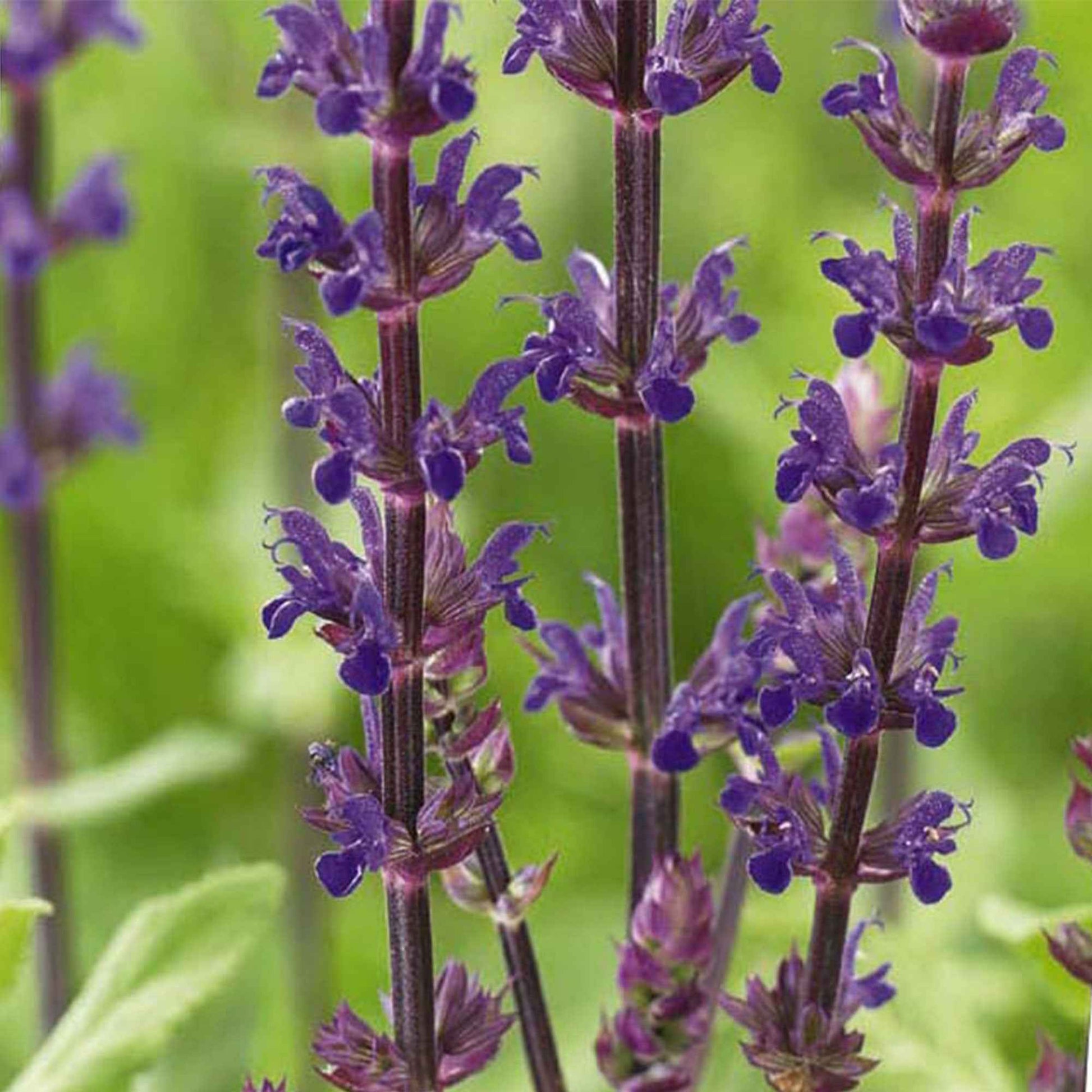 Salvia nemorosa caradonna - Steppen Salbei 'Caradonna' - Salbei