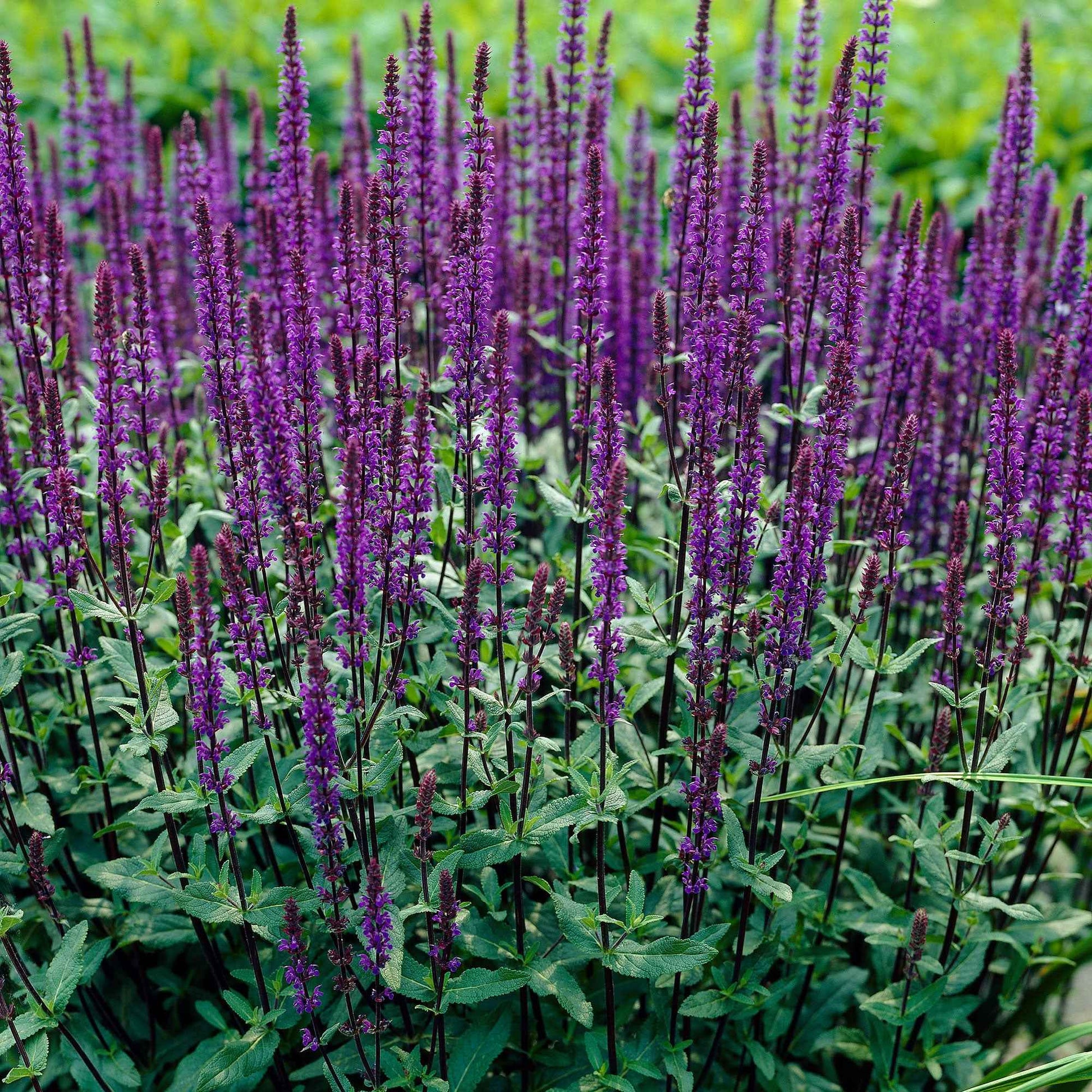 Steppen Salbei 'Caradonna' - Bakker
