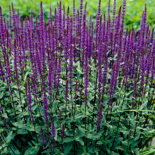 Steppen Salbei 'Caradonna' - Bakker