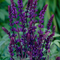 Salbei - Steppen Salbei 'Caradonna' - Salvia nemorosa caradonna