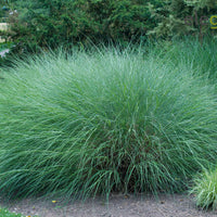 Miscanthus sinensis gracillimus - Chinaschilf 'Gracillimus' - Miscanthus