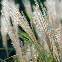 Miscanthus - Chinaschilf 'Gracillimus' - Miscanthus sinensis gracillimus