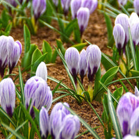 Crocus vernus pick wick - Krokus 'Pickwick' (x15) - Krokus-Zwiebeln