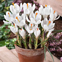 Krokusse ‘Jeanne d’Arc’ (x15) - Bakker