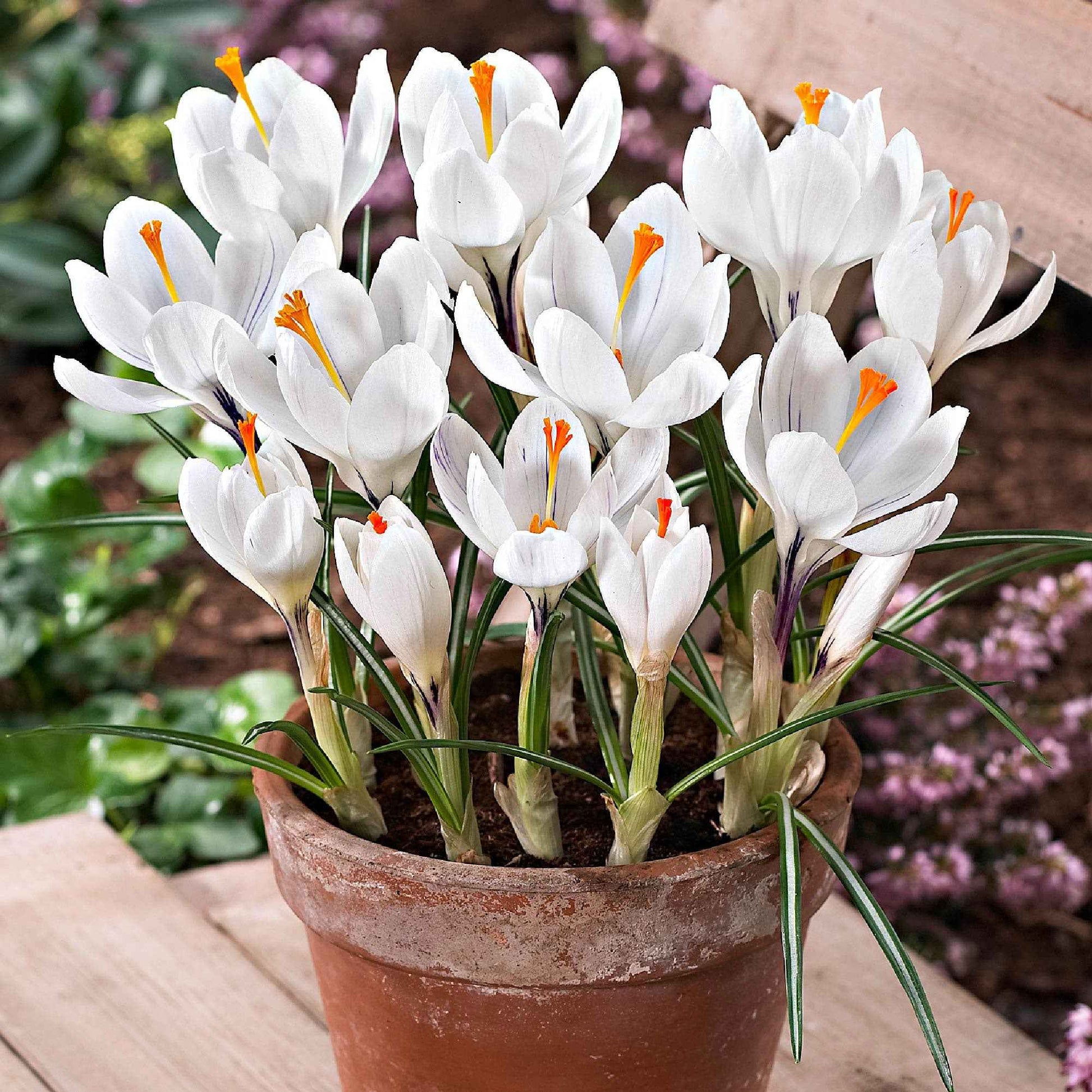 Krokusse ‘Jeanne d’Arc’ (x15) - Bakker