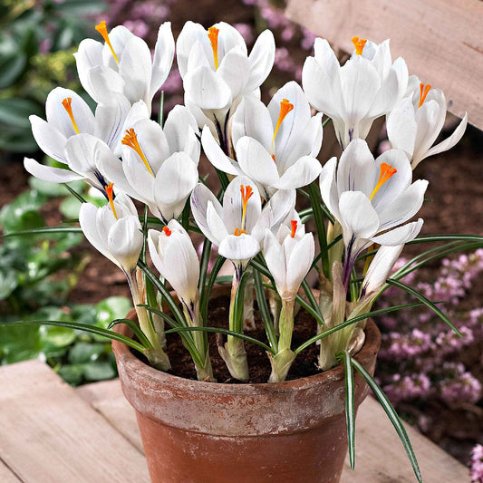 Krokusse ‘Jeanne d’Arc’ (x15) - Bakker