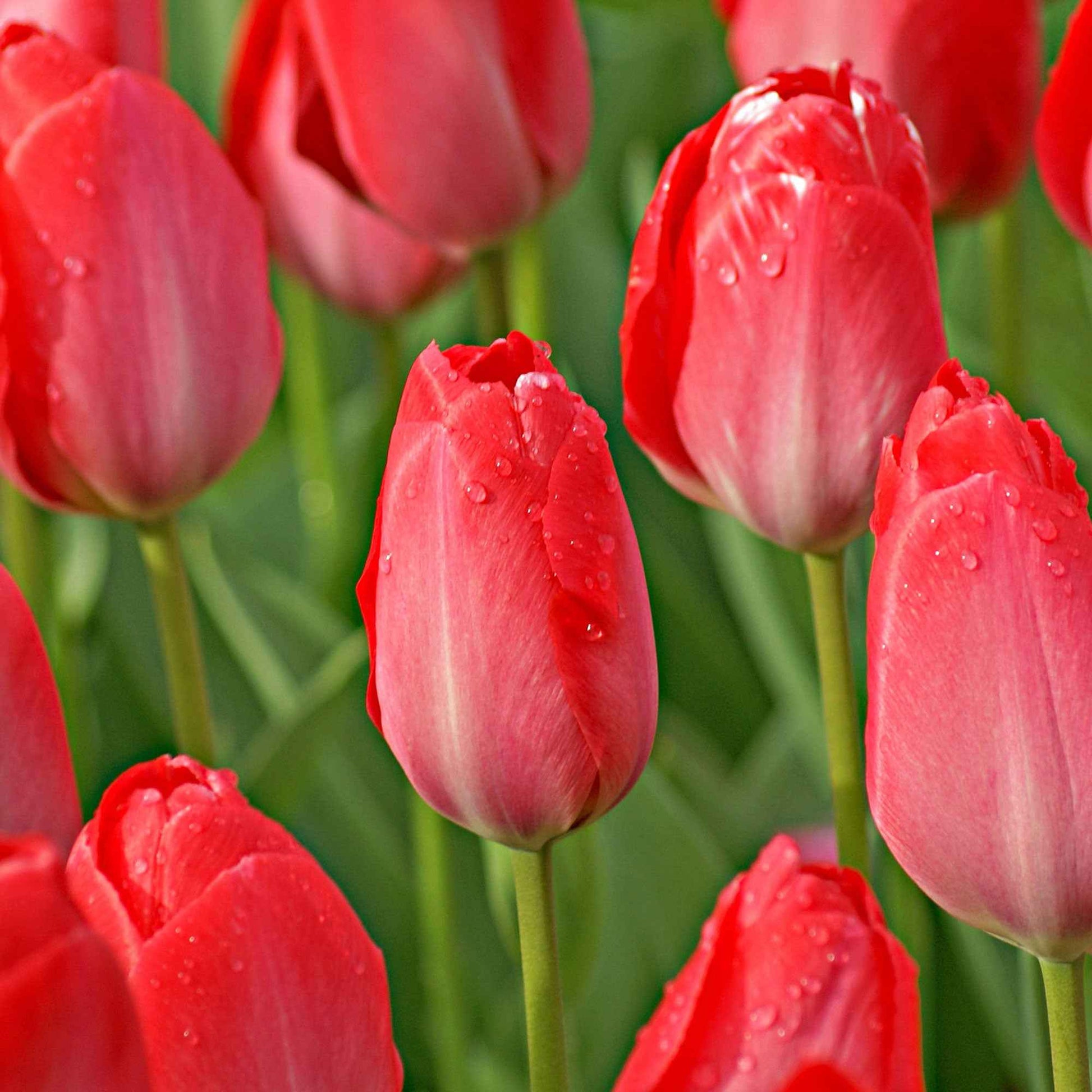 Tulpen 'Van Eijk' (x10) - Bakker