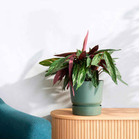 Elho Blumentopf 'Greenville Leaf Green' - Bakker