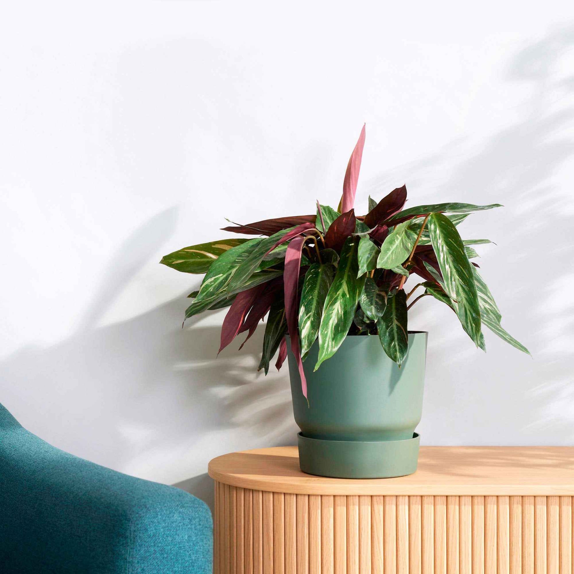 Elho Blumentopf 'Greenville Leaf Green' - Bakker
