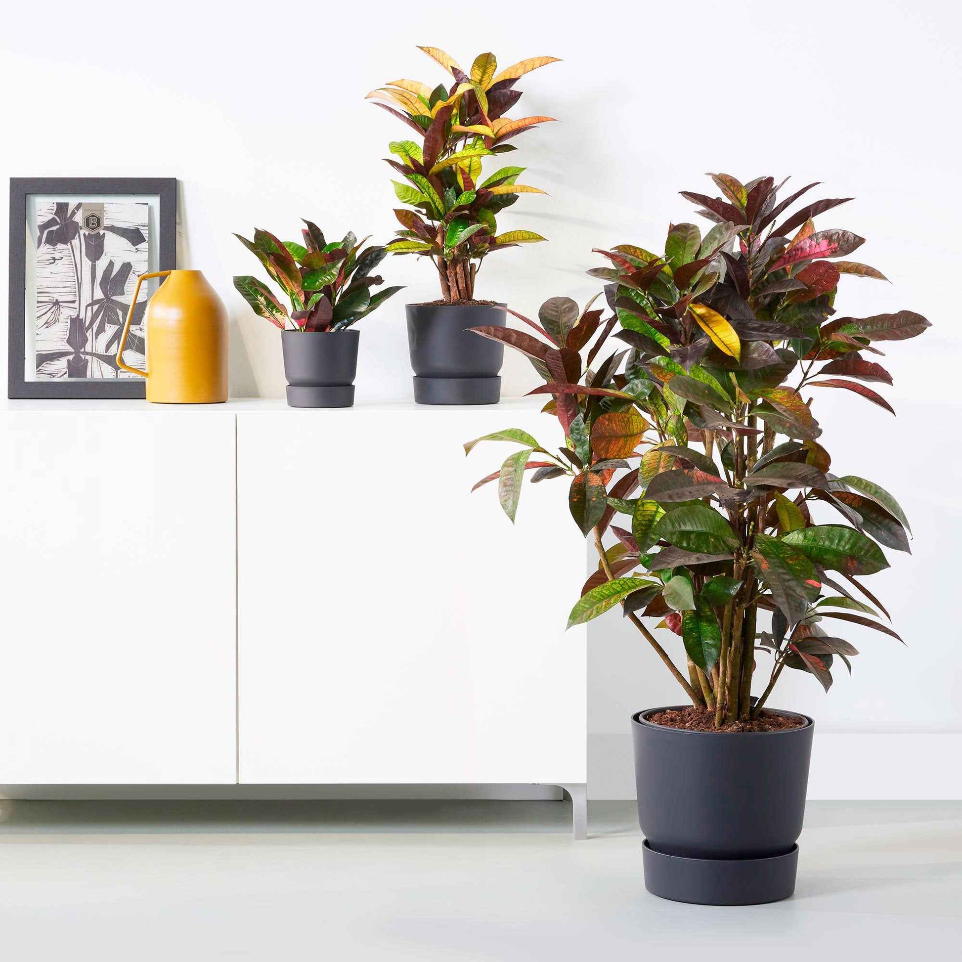 Blumentopf Greenville Living schwarz - Bakker