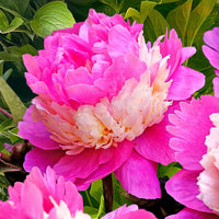 Pfingstrosen - Pfingstrosen-Kollektion 'Immaculée', 'Sorbet', 'Red Charm' - Paeonia lactiflora x Sorbet, Immaculée, Red Charm
