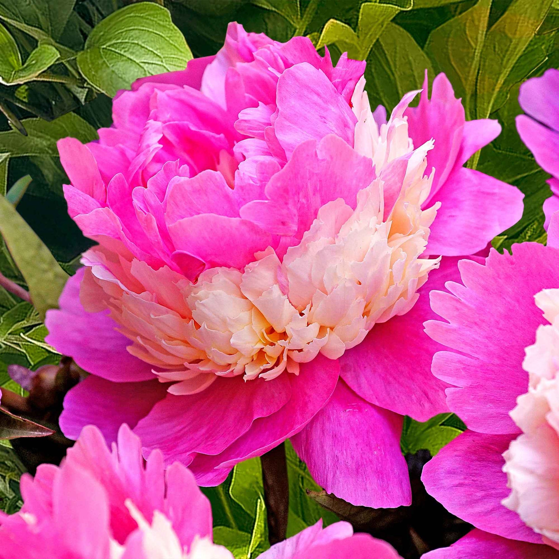 Pfingstrosen - Pfingstrosen-Kollektion 'Immaculée', 'Sorbet', 'Red Charm' - Paeonia lactiflora x Sorbet, Immaculée, Red Charm