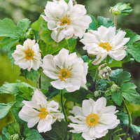 Anemone hybrida whirlwind - Herbst-Anemone ‘Whirlwind’ - Nackte Wurzeln
