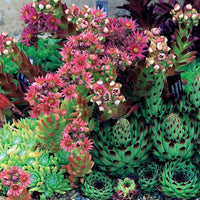 Hauswurz Mischung (x6) - Sempervivum - Bakker