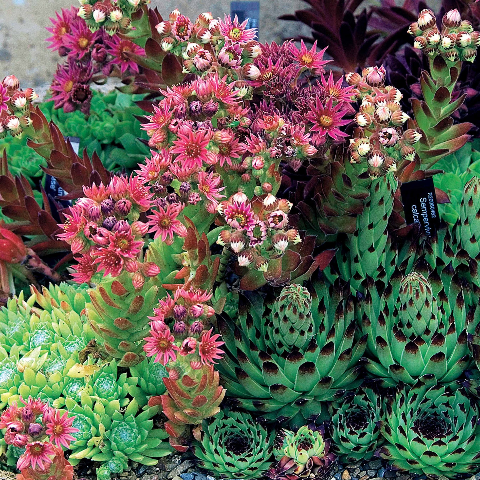 Hauswurz Mischung (x6) - Sempervivum - Bakker