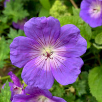 Storchschnabel 'Rozanne' - Geranium gerwat rozanne - Bakker
