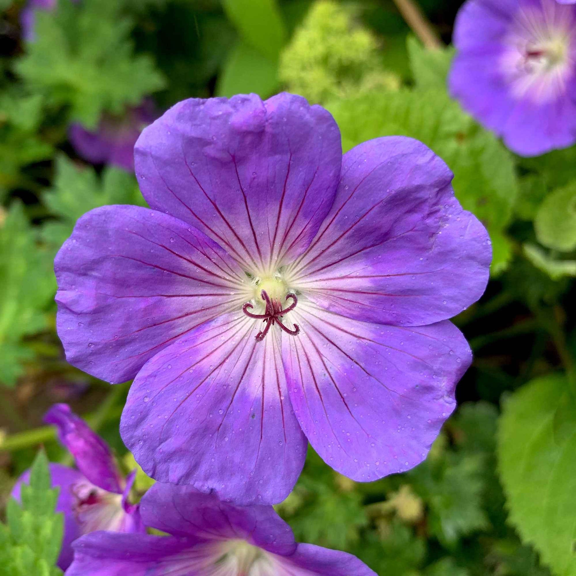 Storchschnabel 'Rozanne' - Geranium gerwat rozanne - Bakker