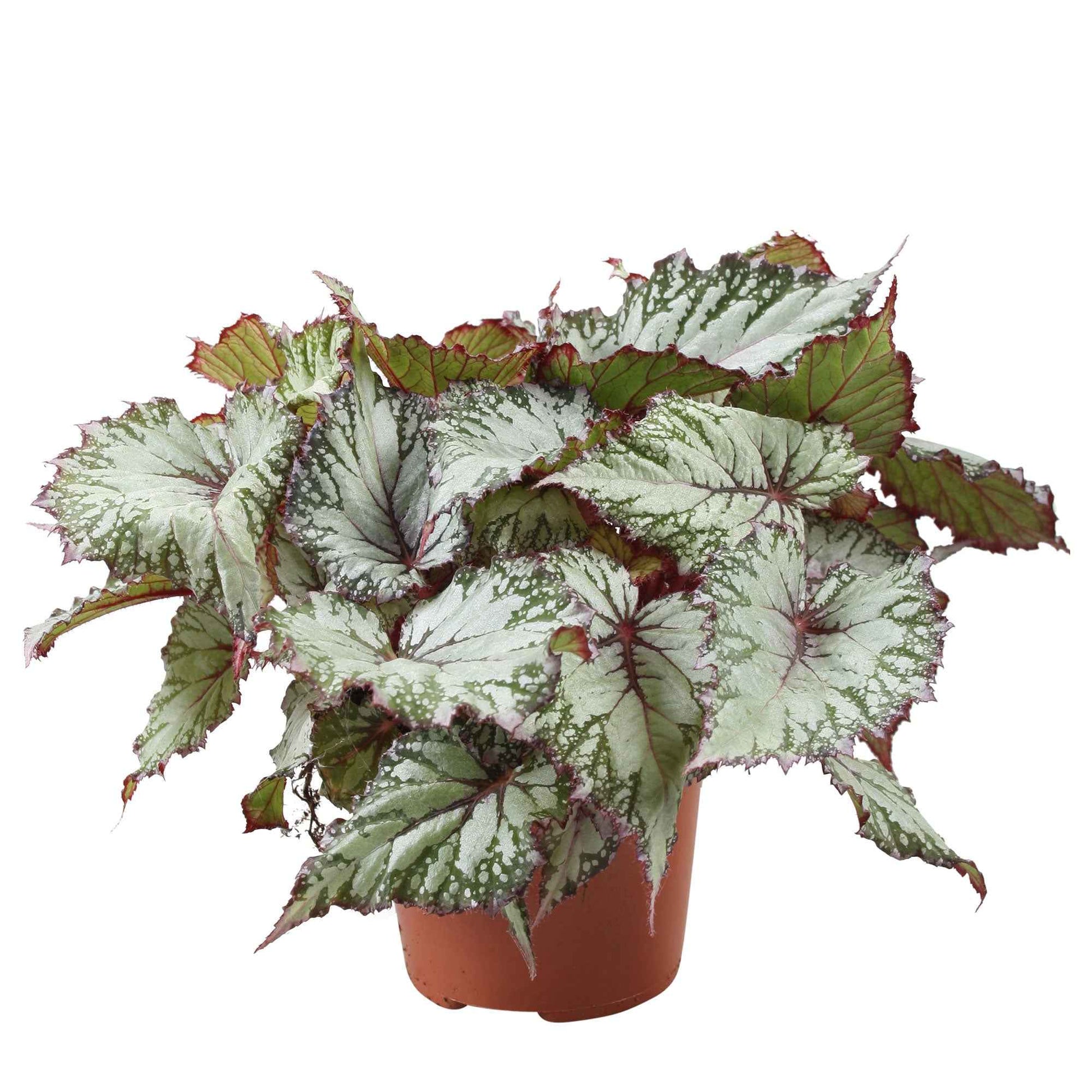 Grüne Zimmerpflanzen - Blattbegonie 'Asian Tundra' - Begonia beleaf asian tundra