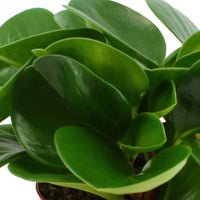 Zwergpfeffer - Peperomia obtusifolia - Bakker