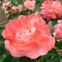 Verkauf Edelrose 'Augusta Louise' - Rosa augusta louise