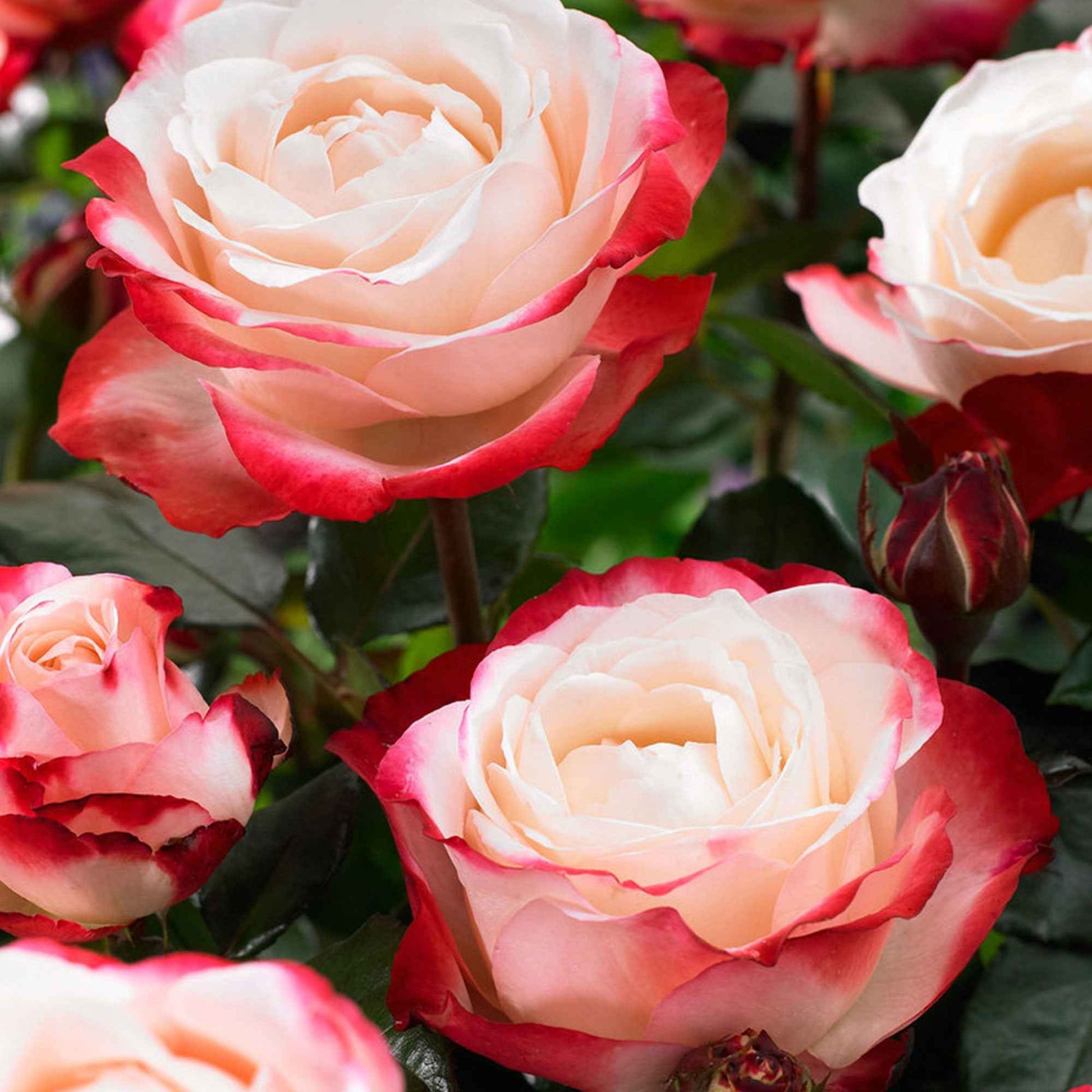 Rosen mit großen Blüten - Edelrose 'Nostalgie' - Rosa Nostalgie ®