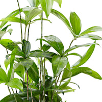 Dracaena surculosa - Goldstaubdracaene - Dracaena