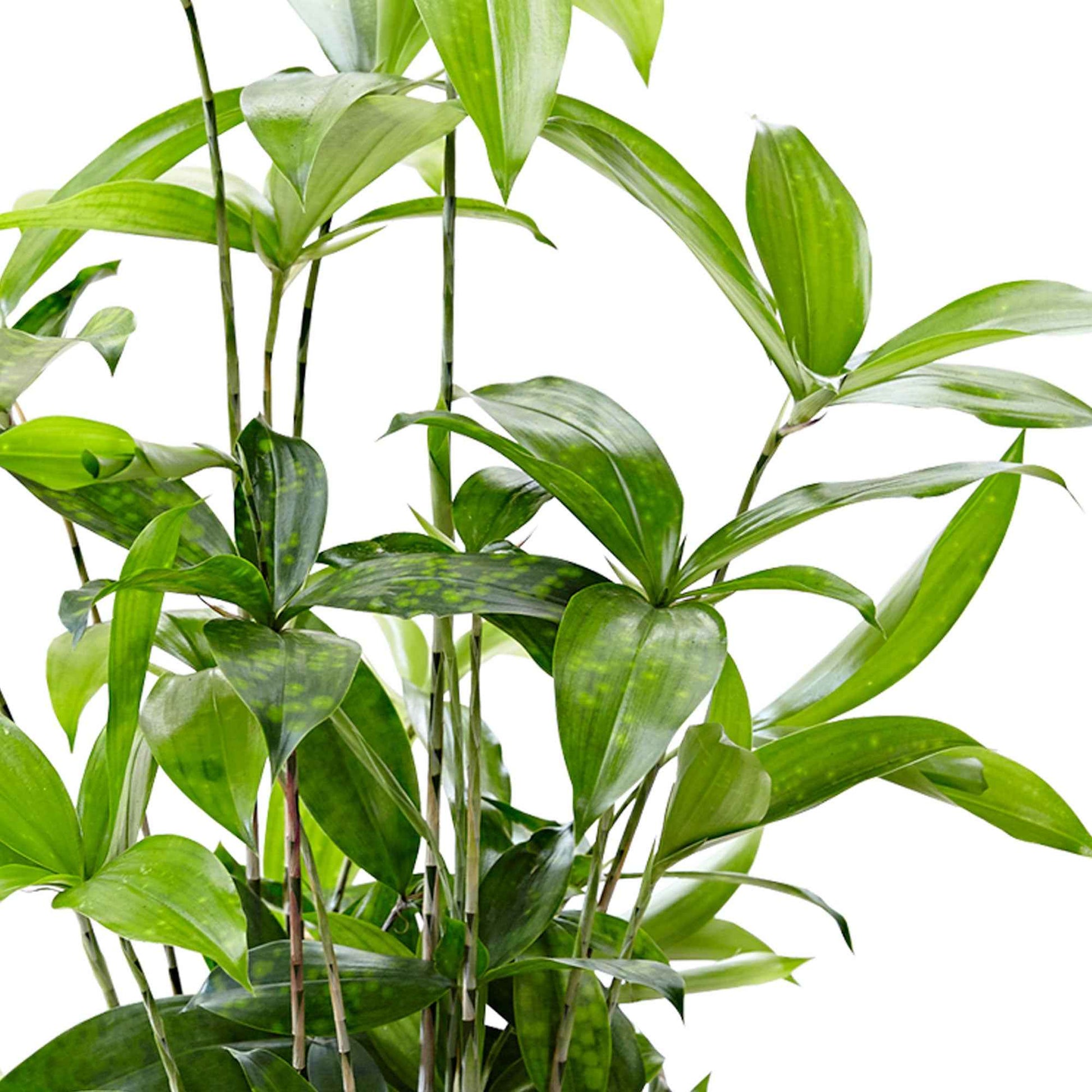 Dracaena surculosa - Goldstaubdracaene - Dracaena