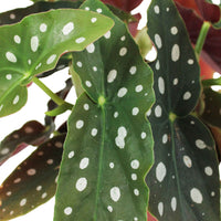 Forellenbegonie - Begonia maculata - Bakker