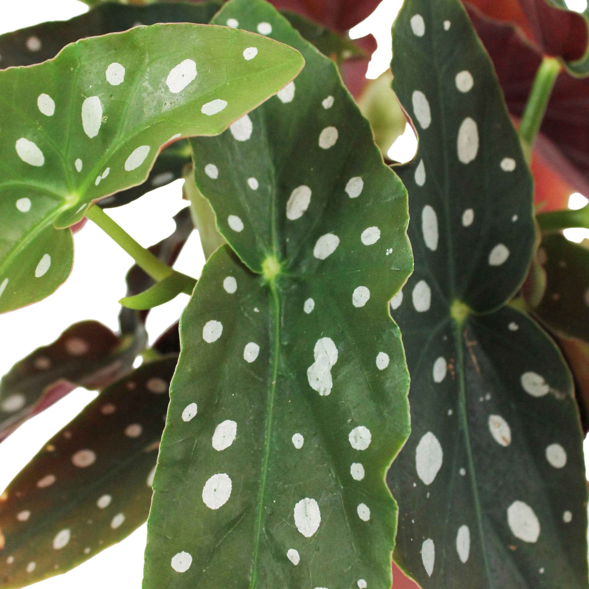 Forellenbegonie - Begonia maculata - Bakker