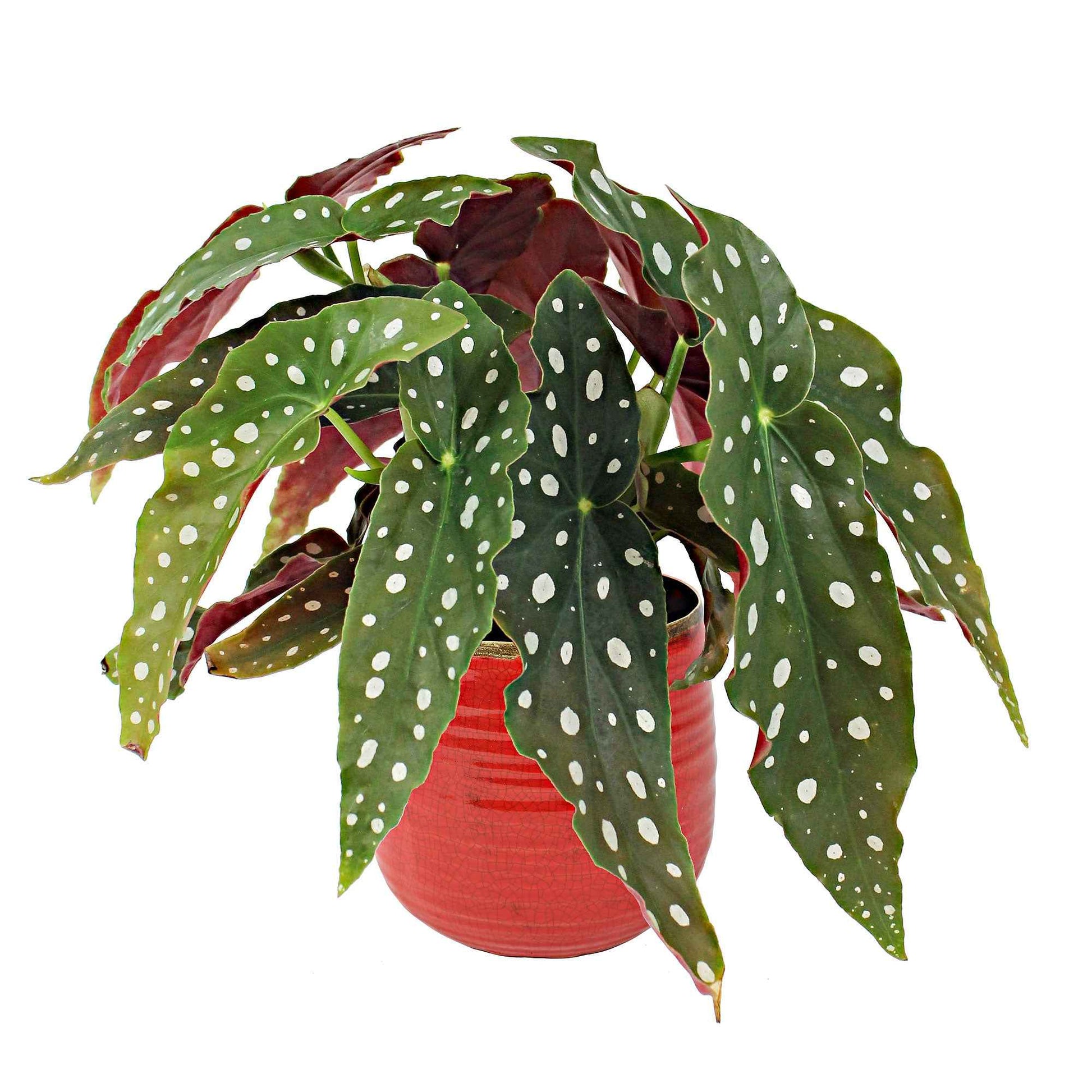 Begonia maculata - Forellenbegonie - Grüne Zimmerpflanzen