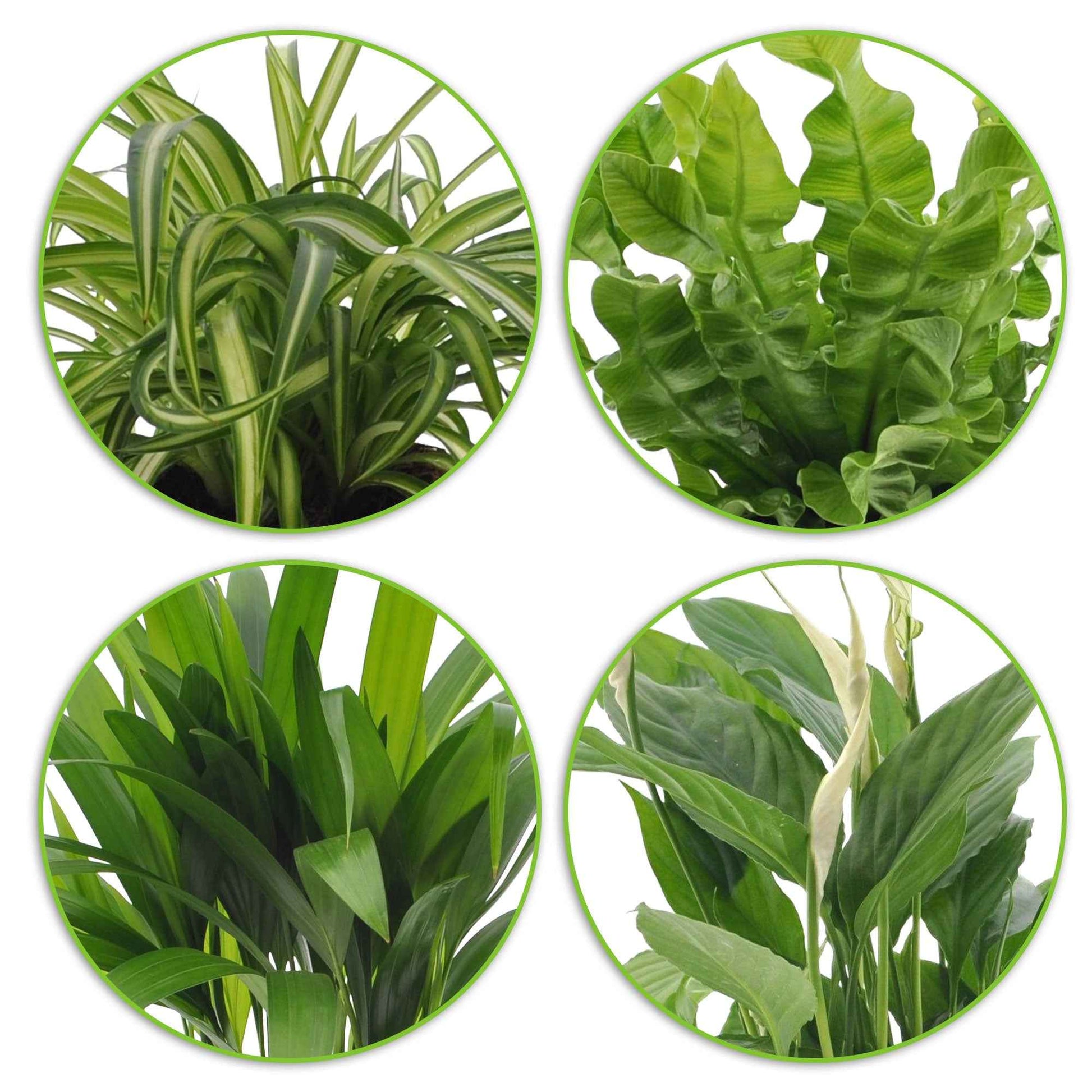 Areca dypsis, chlorophytum 'atlantic', asplenium, spathiphylum - Luftreinigende Pflanzen Mischung (x4) - Chlorophytum